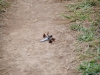 cades-cove_07_15_10-4547