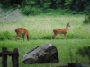 cades-cove_07_15_10-4551