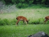 cades-cove_07_15_10-4555