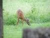 cades-cove_07_15_10-4562