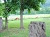 cades-cove_07_15_10-4566