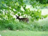 cades-cove_07_15_10-4569