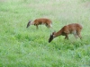 cades-cove_07_15_10-4573