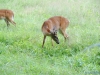 cades-cove_07_15_10-4574