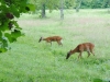 cades-cove_07_15_10-4575
