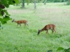 cades-cove_07_15_10-4576