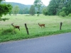 cades-cove_07_15_10-4578