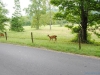 cades-cove_07_15_10-4581