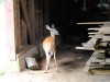 cades-cove_07_15_10-4665
