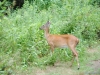 cades-cove_07_15_10-4668