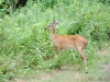 cades-cove_07_15_10-4669