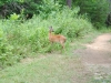 cades-cove_07_15_10-4670
