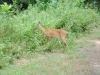 cades-cove_07_15_10-4672