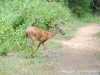 cades-cove_07_15_10-4674