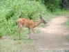 cades-cove_07_15_10-4675