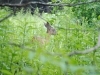 cades-cove_07_15_10-4686