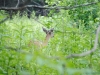 cades-cove_07_15_10-4687