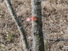 fairbluff_01-10-13_1866
