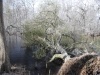 fairbluff_01-10-13_1889
