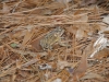fairbluff_01-10-13_1943