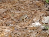 fairbluff_01-10-13_1947