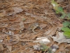 fairbluff_01-10-13_1953