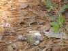 fairbluff_01-10-13_1954