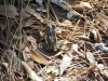 fairbluff_01-10-13_1958