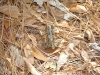 fairbluff_01-10-13_1959