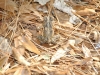 fairbluff_01-10-13_1960