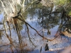 fairbluff_01-10-13_1961