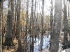 fairbluff_01-10-13_1984