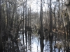 fairbluff_01-10-13_2078