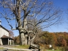 fall-2012_10_19_12-25533