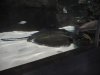easterbreak_04_01_13-28896