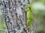 Lake Waccamaw State Park, NC