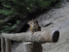 Mt Leconte 2014_07_31_2014_3709