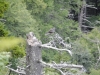 Mt Leconte 2014_07_31_2014_3729