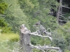 Mt Leconte 2014_07_31_2014_3730