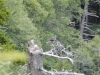 Mt Leconte 2014_07_31_2014_3731