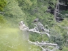 Mt Leconte 2014_07_31_2014_3734