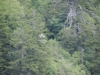 Mt Leconte 2014_07_31_2014_3736