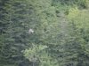 Mt Leconte 2014_07_31_2014_3738