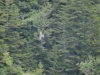 Mt Leconte 2014_07_31_2014_3739