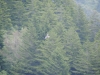Mt Leconte 2014_07_31_2014_3741