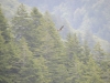 Mt Leconte 2014_07_31_2014_3746