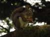 Mt Leconte 2014_07_31_2014_3804