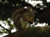 Mt Leconte 2014_07_31_2014_3805