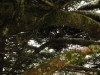 Mt Leconte 2014_07_31_2014_3808