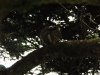 Mt Leconte 2014_07_31_2014_3811